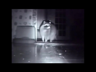 Енот воришка